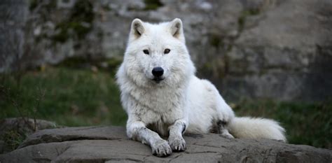 The Symbolism of a White Wolf in Your Dream